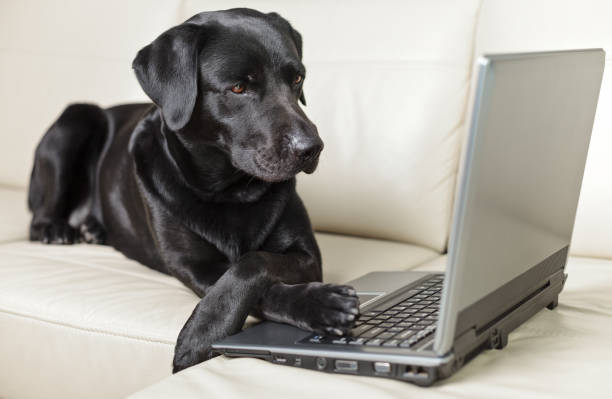 Labron Using A Computer 10+ Black Lab Computer Stock Photos, Pictures & Royalty-Free Images ...