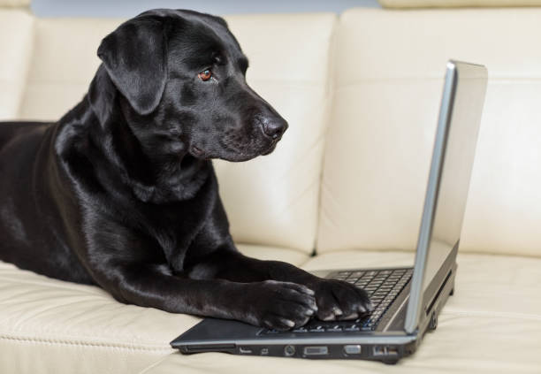 Dog Computer Black 10+ Black Lab Computer Stock Photos, Pictures & Royalty-Free Images ...