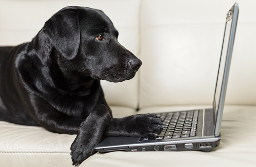Labron Using A Computer Black Labrador Using Computer Stock Photo - Download Image Now - Black ...