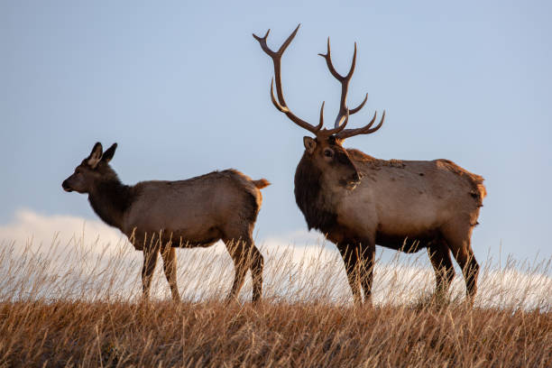 istock Bull and cow elk in a meadow on a chilly morning 1184912561