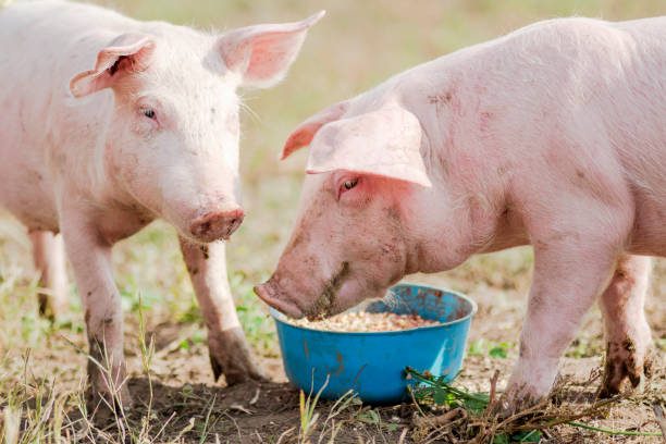 istock feeding two pigs eating 1184913534
