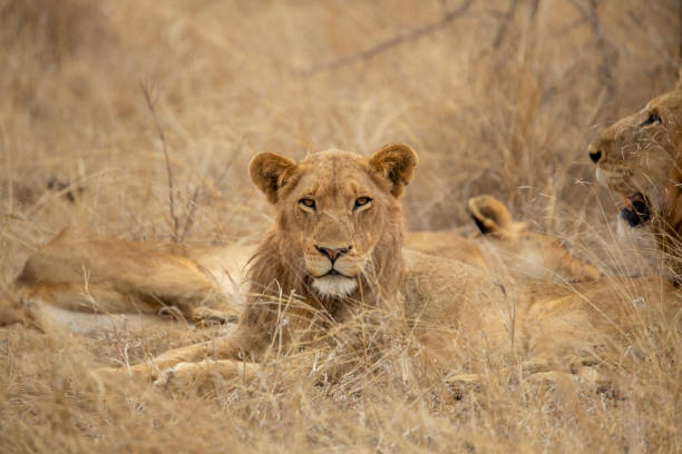 istock Pride of lions 1184914426