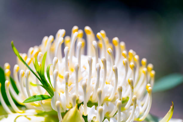 Closeup white Protea, beautiful nature background with copy space, full frame horizontal composition