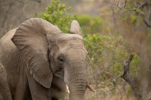 istock A breeding herd of elephant 1184915739
