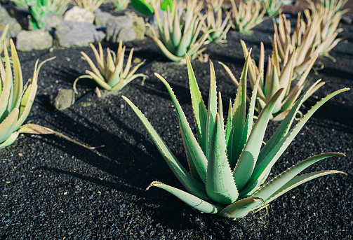 aloe vera plants in a row on dark volcanic soil