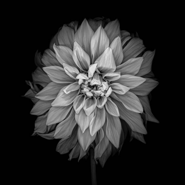 istock Monochrome dahlia isolated on a black background 1184916463