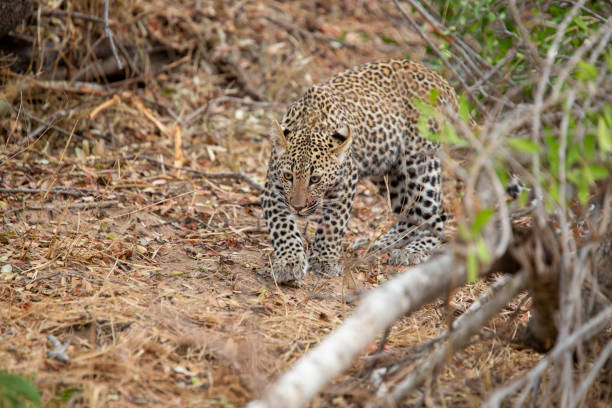 istock A leap of leopard 1184916481