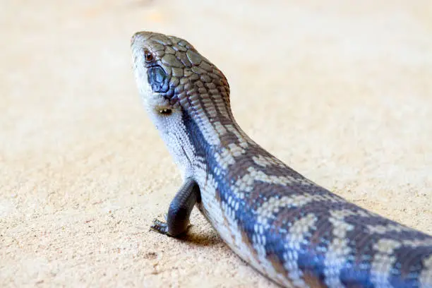 Blue-tongue lizard, background with copy space, horizontal composition
