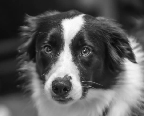istock black and white border collie 1184917747