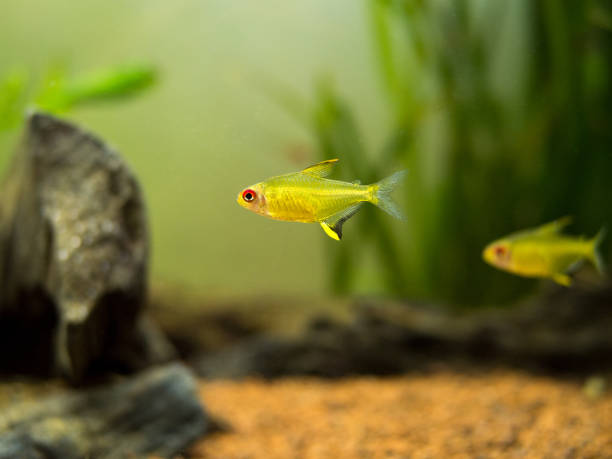 istock lemon tetra (Hyphessobrycon pulchripinnis ) in a fish tank 1184917773
