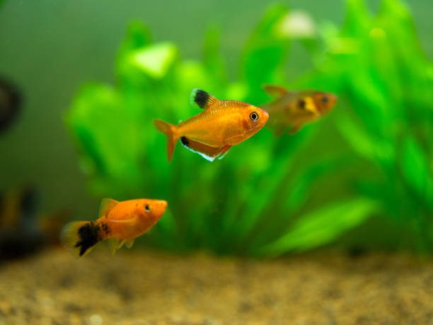 istock tetra serpae (Hyphessobrycon eques) in a fish tank 1184917775