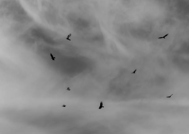 istock black and white version of flock of vultures 1184917837
