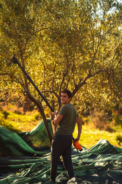 istock Young man handpicking ripe olives from olive tree 1184919756