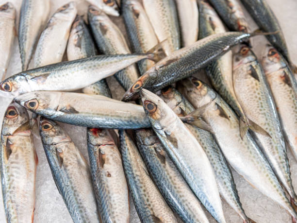 istock fresh fish at the market 1184919937
