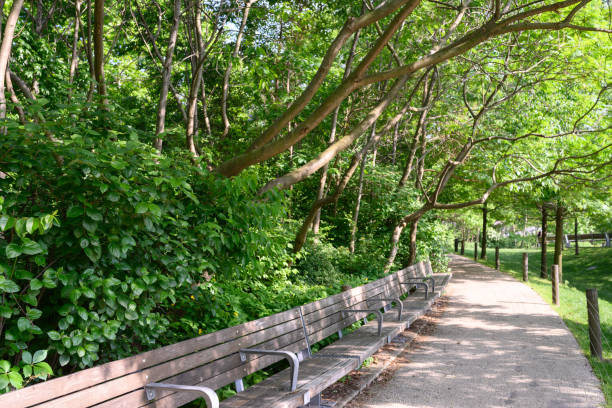Brooklyn Bridge Park Benches with Trees on a Sunny Spring Day This is a color photograph of wooden benches outdoors along the sidewalk in Brooklyn Bridge Park on a sunny spring day. park bench photos stock pictures, royalty-free photos & images