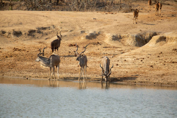 istock Large kudu bulls 1184921198