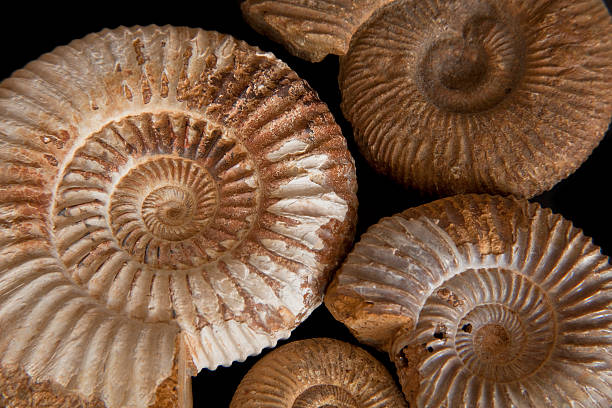 istock Ammonite fossils on a black background 118492167