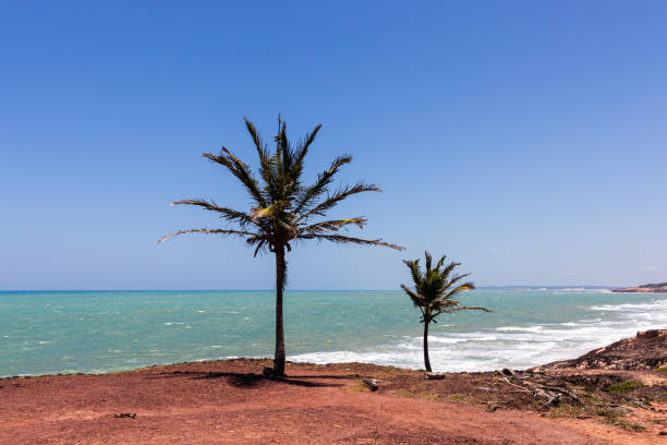 istock Palm trees at the beach 1184922253