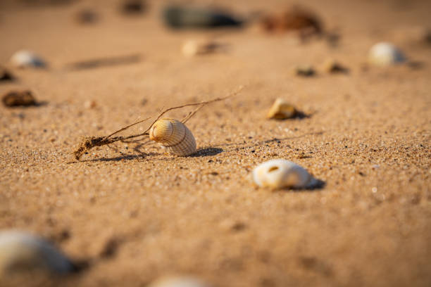 istock Shells on Snettisham Beach, Norfolk, England 1184922271