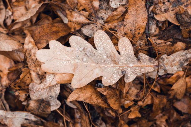Fallen autumn brown oak leaves with water drops on it. Top view.