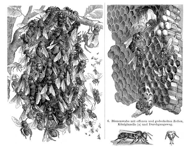 ilustrações de stock, clip art, desenhos animados e ícones de honey bee colony illustration 1896 - colmeia ilustrações