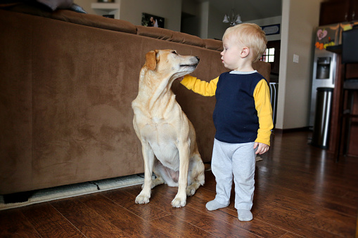 Young Child Toddler boy loves his pet puppy dog lab looking at each other