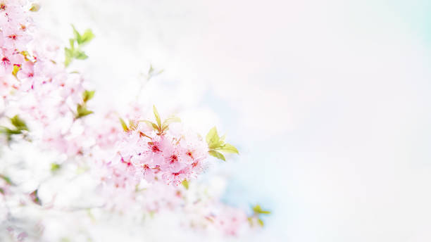 istock Spring branch with white small flowers at sunset. Background. 1184925832