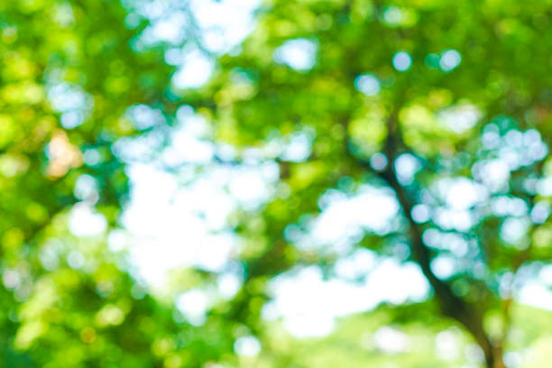 istock Abstract blurred green tree leaf foliage background freshness 1184926612