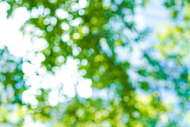 istock Abstract blurred green tree leaf foliage background freshness 1184927109