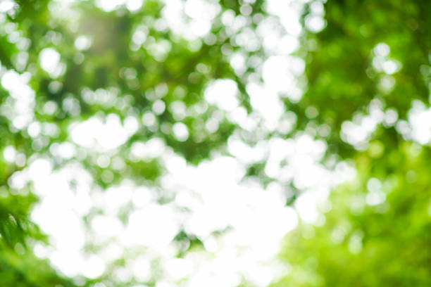 istock Abstract green park blurred background with bokeh nature 1184927289