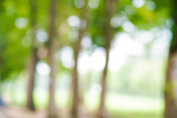 istock Abstract green park blurred background with bokeh nature 1184927970