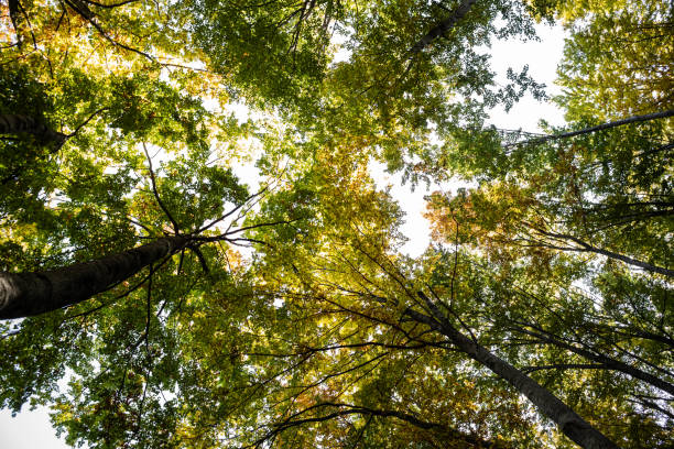 istock Nature green forest landscape 1184928032