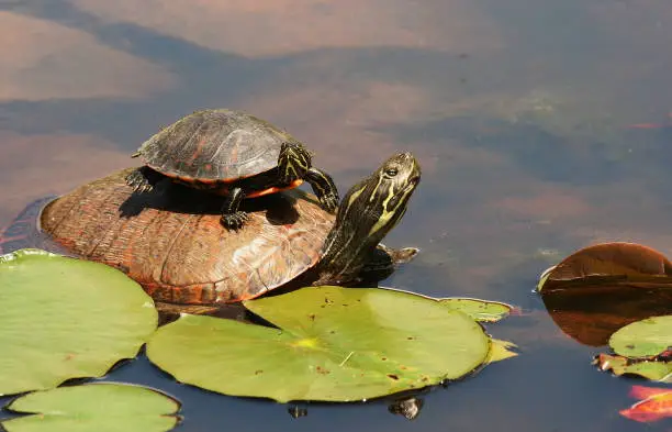 Adult Northern Red-bellied Cooter Turtle with a young turtle on it's back. Photographed at Walney Pond, Ellanor C Lawrence Park, Fairfax County, Virginia.