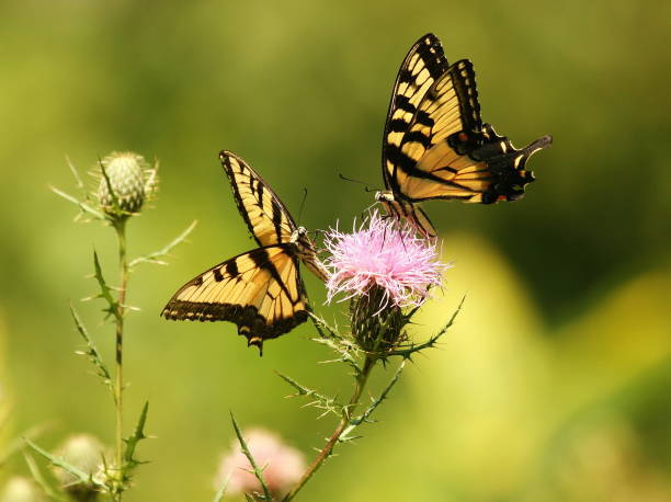 istock Pair of Eastern Tiger Swallowtail Butterflies (papilio glaucus) 1184928129