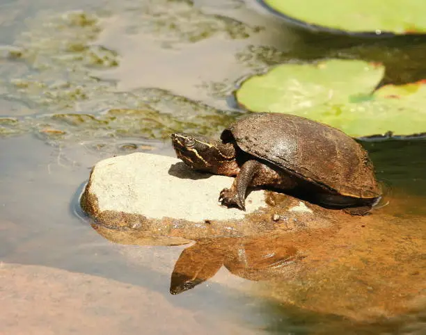 Photo of Large Striped Mud Turtle (kinosternon bayrii)