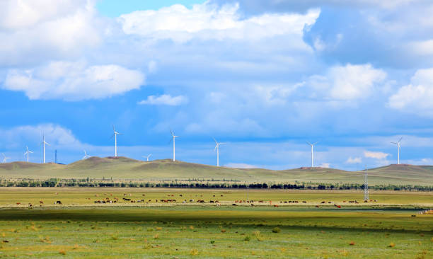 istock A few cows grazing on the slopes 1184929336