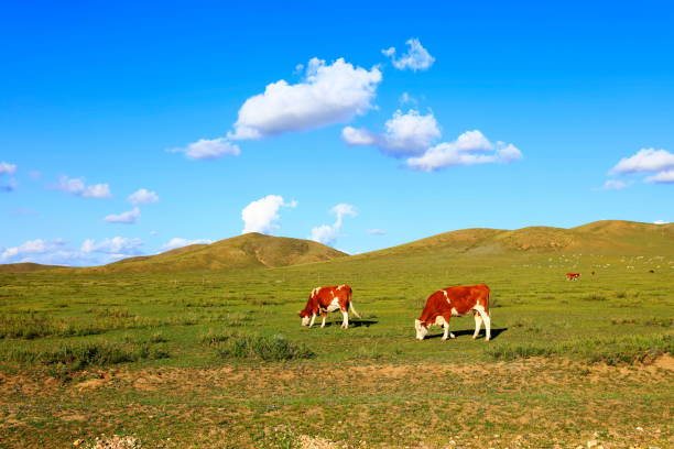 istock A few cows grazing on the slopes 1184929380