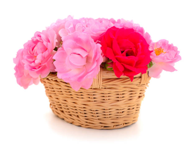 Roses in the basket isolated on a white background.