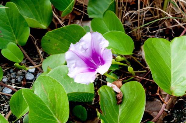 istock Beach Morning Glory, Ipomoea pes-caprae, Seaside morning glory 1184931259