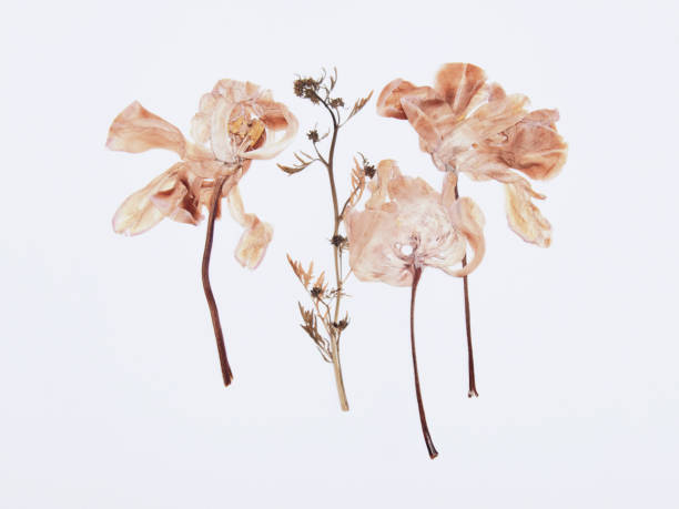 istock Pressed and dried tulips flower on a white background. For use in scrapbooking 1184931399