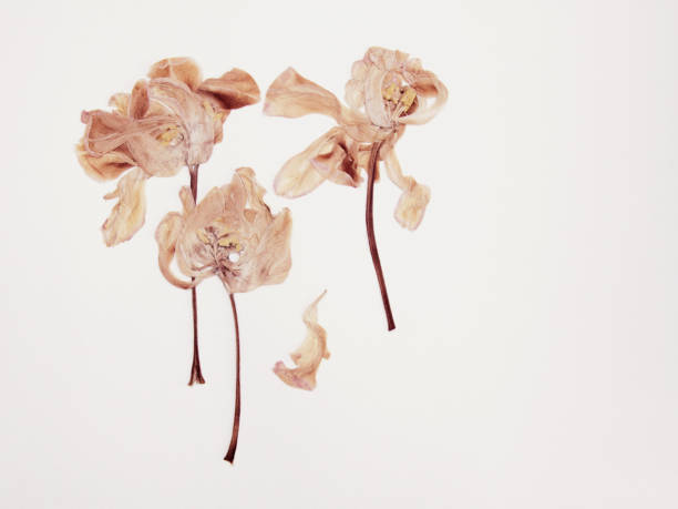 istock Pressed and dried tulips flower on a white background. For use in scrapbooking 1184931406