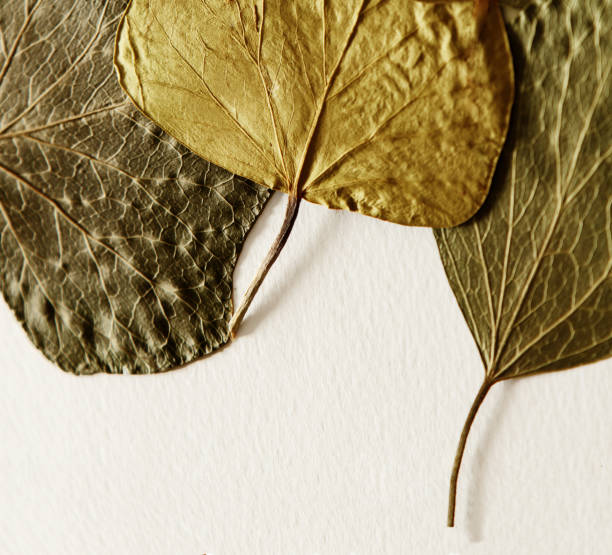 istock Pressed and dried leaves summer autumn flowers herbs background 1184931422