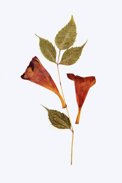 istock Pressed and dried summer flower on a white background 1184932248