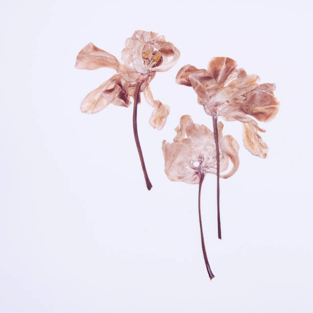 istock Pressed and dried tulips flower on a white background. For use in scrapbooking 1184932265