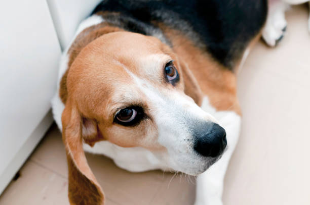 istock Close up of tri-color Beagle dog 1184932276