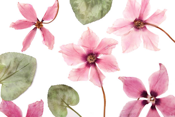 istock The flowers pink cyclamen dried pressed herbarium 1184932282