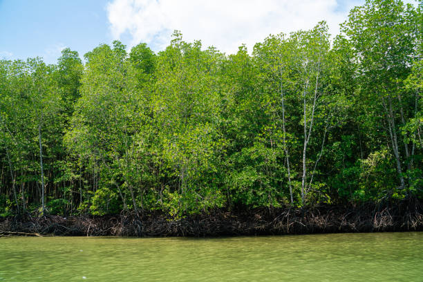 istock Mangrove tree in tropical rain forest sunny day blue sky environmental 1184932337