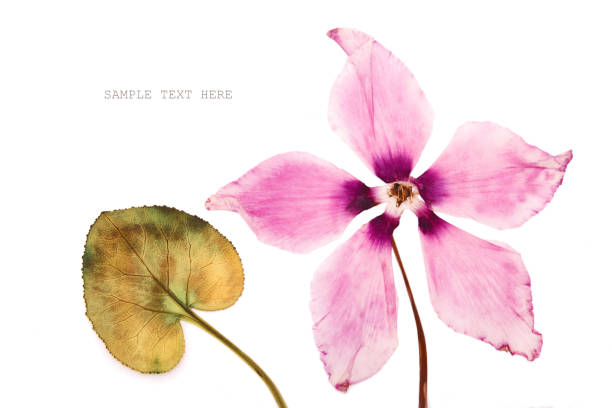istock The flowers pink cyclamen dried pressed herbarium 1184932342