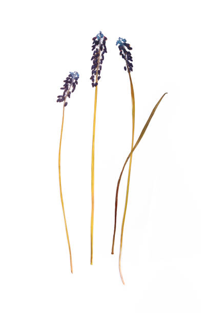 istock Pressed and dried summer spring blue flower 1184933087