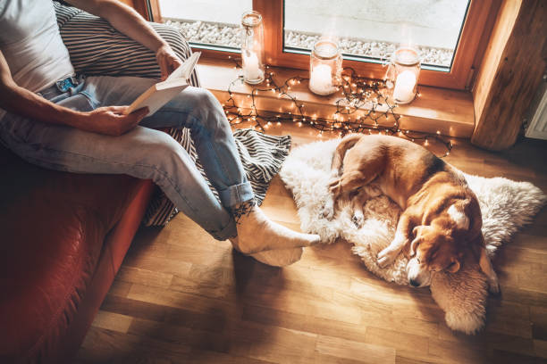 mann lesen buch auf der gemütlichen couch in der nähe ausrutschen seinen beagle hund auf schaffell in gemütlicher häuslicher atmosphäre. friedliche momente des gemütlichen home-konzept-bild. - devotee stock-fotos und bilder
